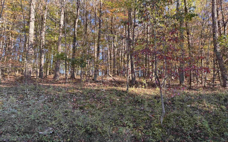 00 Junior Road, Junior, West Virginia 26275, ,Lots/land,For Sale,Junior,10161918 00 Junior Road, Junior, West Virginia 26275, ,Lots/land,For Sale,Junior,10161918