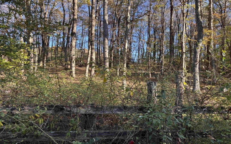 00 Junior Road, Junior, West Virginia 26275, ,Lots/land,For Sale,Junior,10161918 00 Junior Road, Junior, West Virginia 26275, ,Lots/land,For Sale,Junior,10161918