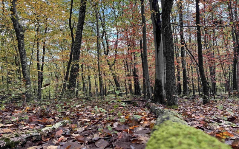 Lot 175 Aster Drive, Terra Alta, West Virginia 26764, ,Lots/land,For Sale,Aster,10161987