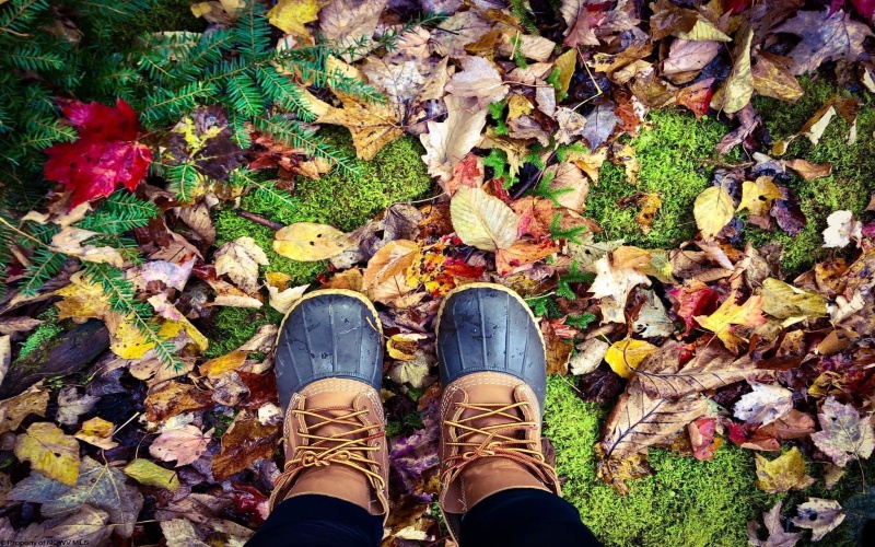 Lot 175 Aster Drive, Terra Alta, West Virginia 26764, ,Lots/land,For Sale,Aster,10161987