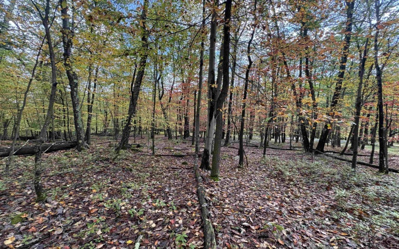 Lot 175 Aster Drive, Terra Alta, West Virginia 26764, ,Lots/land,For Sale,Aster,10161987