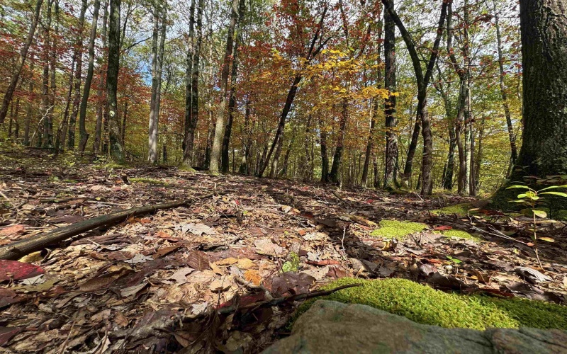 Lot 175 Aster Drive, Terra Alta, West Virginia 26764, ,Lots/land,For Sale,Aster,10161987