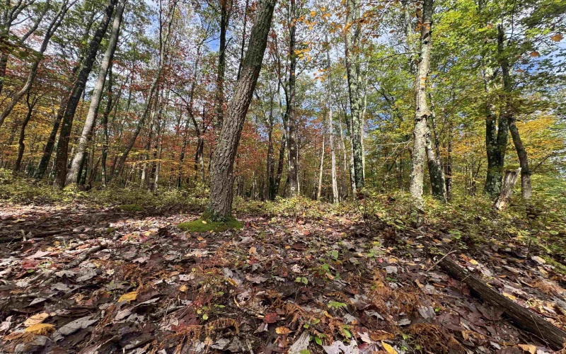 Lot 175 Aster Drive, Terra Alta, West Virginia 26764, ,Lots/land,For Sale,Aster,10161987