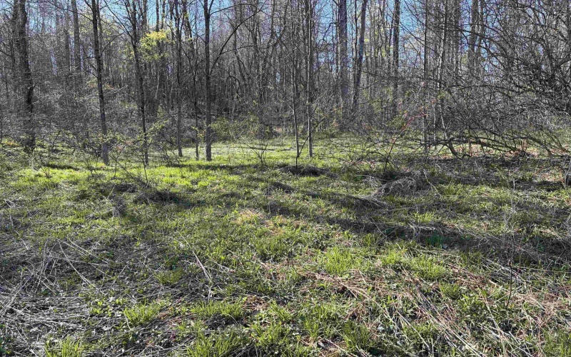 TBD Camp Ground Road, Tunnelton, West Virginia 26444, ,Lots/land,For Sale,Camp Ground,10157225