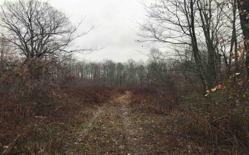 TBD Camp Ground Road, Tunnelton, West Virginia 26444, ,Lots/land,For Sale,Camp Ground,10157225 TBD Camp Ground Road, Tunnelton, West Virginia 26444, ,Lots/land,For Sale,Camp Ground,10157225