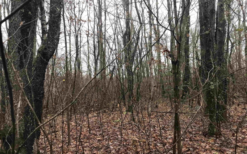 TBD Camp Ground Road, Tunnelton, West Virginia 26444, ,Lots/land,For Sale,Camp Ground,10157225 TBD Camp Ground Road, Tunnelton, West Virginia 26444, ,Lots/land,For Sale,Camp Ground,10157225