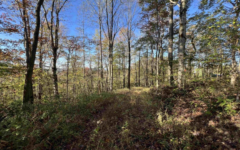 3000 Mount Zion Road, Parsons, West Virginia 26287, ,Lots/land,For Sale,Mount Zion,10161999