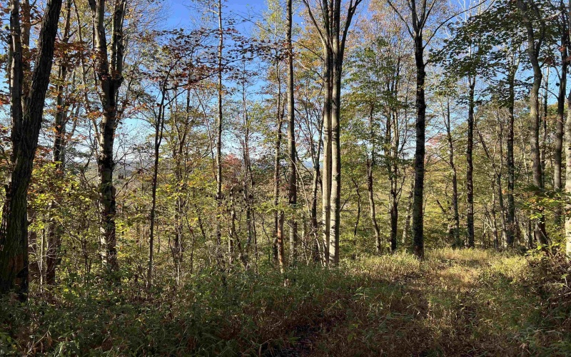 3000 Mount Zion Road, Parsons, West Virginia 26287, ,Lots/land,For Sale,Mount Zion,10161999