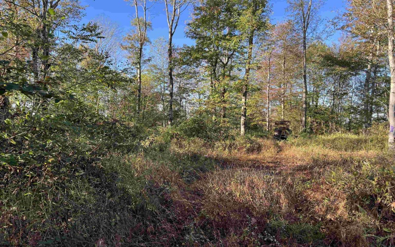 3000 Mount Zion Road, Parsons, West Virginia 26287, ,Lots/land,For Sale,Mount Zion,10161999