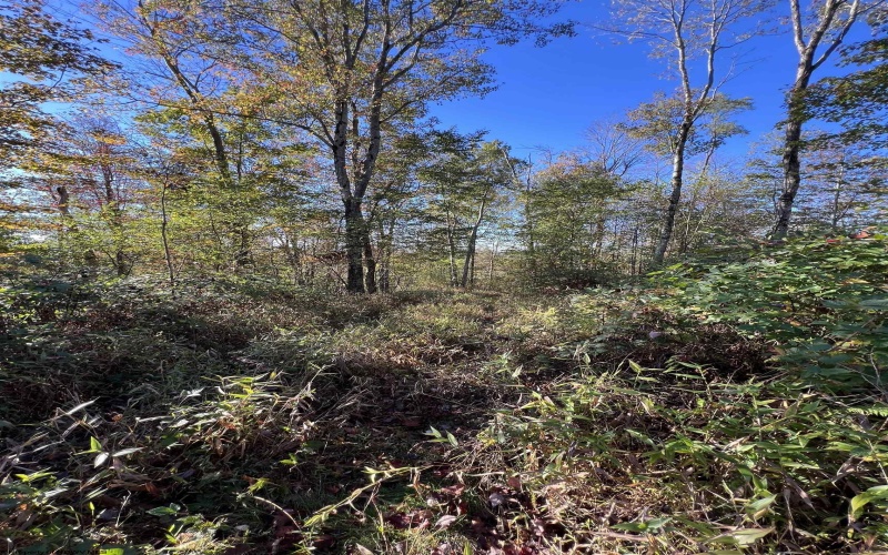 3000 Mount Zion Road, Parsons, West Virginia 26287, ,Lots/land,For Sale,Mount Zion,10161999