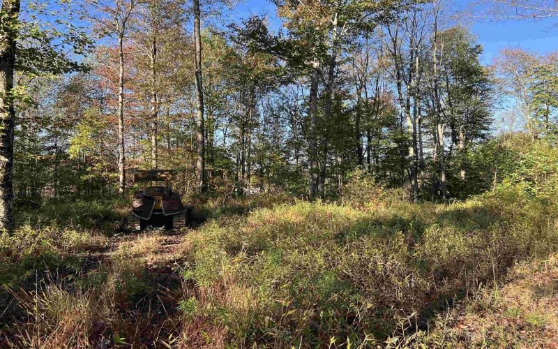 3000 Mount Zion Road, Parsons, West Virginia 26287, ,Lots/land,For Sale,Mount Zion,10161999