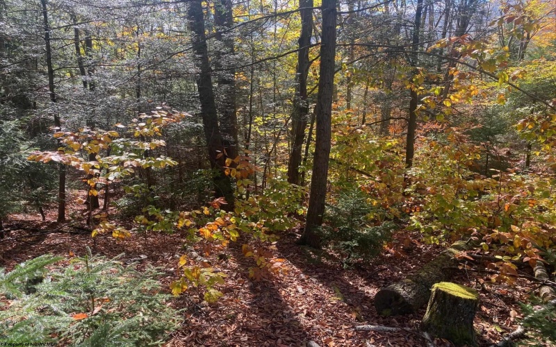 65 Black Dog Run Road, Bowden, West Virginia 26254, 1 Bedroom Bedrooms, 3 Rooms Rooms,1 BathroomBathrooms,Single Family Detached,For Sale,Black Dog Run,10162012 65 Black Dog Run Road, Bowden, West Virginia 26254, 1 Bedroom Bedrooms, 3 Rooms Rooms,1 BathroomBathrooms,Single Family Detached,For Sale,Black Dog Run,10162012