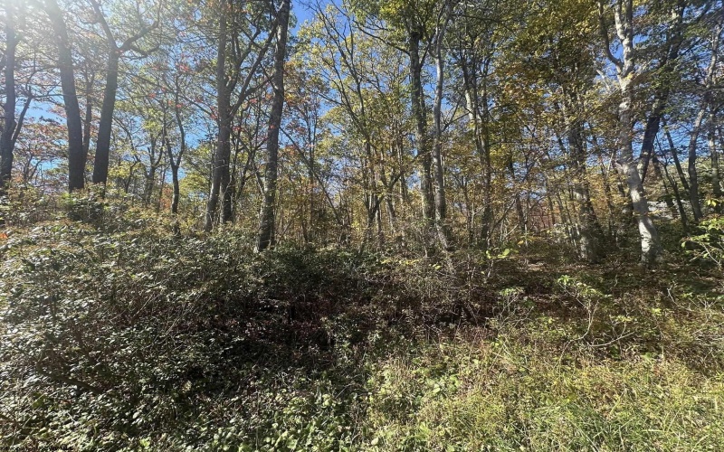 653 Pine Drive, Terra Alta, West Virginia 26764, ,Lots/land,For Sale,Pine,10162046 653 Pine Drive, Terra Alta, West Virginia 26764, ,Lots/land,For Sale,Pine,10162046