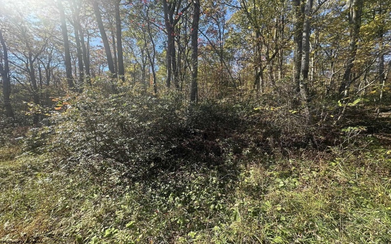 653 Pine Drive, Terra Alta, West Virginia 26764, ,Lots/land,For Sale,Pine,10162046 653 Pine Drive, Terra Alta, West Virginia 26764, ,Lots/land,For Sale,Pine,10162046
