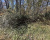 653 Pine Drive, Terra Alta, West Virginia 26764, ,Lots/land,For Sale,Pine,10162046 653 Pine Drive, Terra Alta, West Virginia 26764, ,Lots/land,For Sale,Pine,10162046
