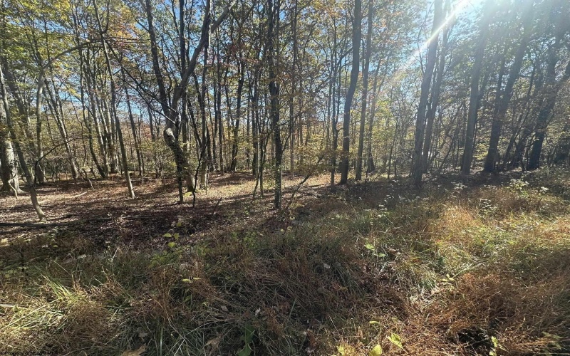 470 Redwood Drive, Terra Alta, West Virginia 26764, ,Lots/land,For Sale,Redwood,10162045 470 Redwood Drive, Terra Alta, West Virginia 26764, ,Lots/land,For Sale,Redwood,10162045