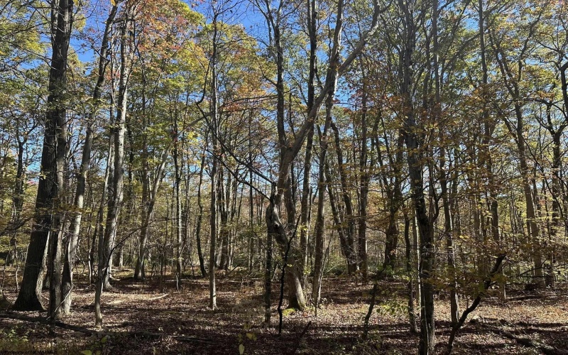 470 Redwood Drive, Terra Alta, West Virginia 26764, ,Lots/land,For Sale,Redwood,10162045 470 Redwood Drive, Terra Alta, West Virginia 26764, ,Lots/land,For Sale,Redwood,10162045