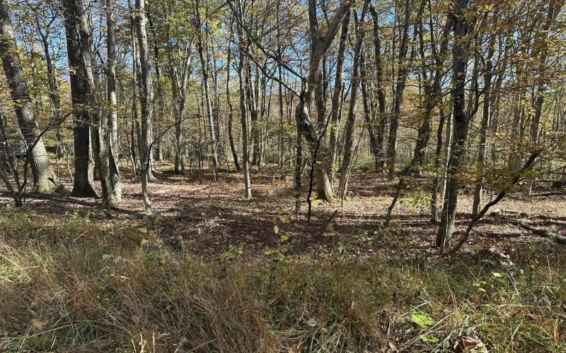 470 Redwood Drive, Terra Alta, West Virginia 26764, ,Lots/land,For Sale,Redwood,10162045 470 Redwood Drive, Terra Alta, West Virginia 26764, ,Lots/land,For Sale,Redwood,10162045