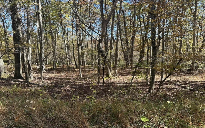 470 Redwood Drive, Terra Alta, West Virginia 26764, ,Lots/land,For Sale,Redwood,10162045 470 Redwood Drive, Terra Alta, West Virginia 26764, ,Lots/land,For Sale,Redwood,10162045