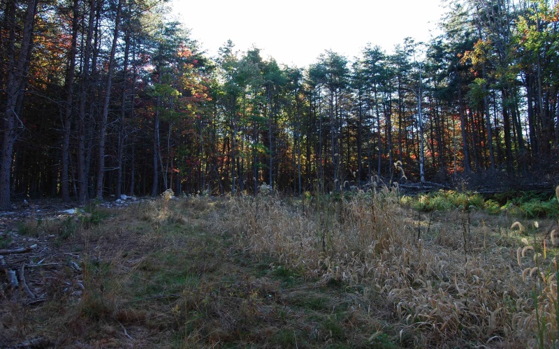 Lot 227 Black Oak Drive, Moorefield, West Virginia 26836, ,Lots/land,For Sale,Black Oak,10162082