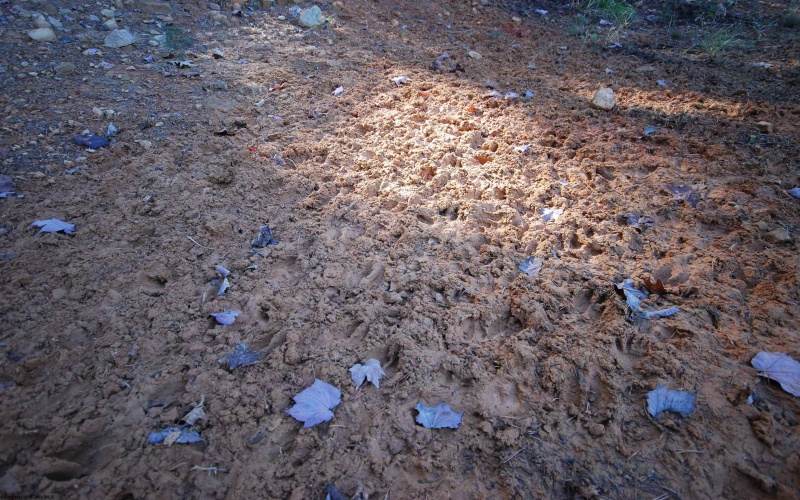 Lot 227 Black Oak Drive, Moorefield, West Virginia 26836, ,Lots/land,For Sale,Black Oak,10162082