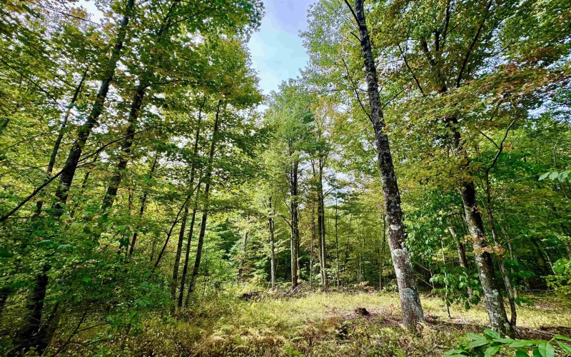 TBD Knobtown Road, Belington, West Virginia 26250, ,Lots/land,For Sale,Knobtown,10156413 TBD Knobtown Road, Belington, West Virginia 26250, ,Lots/land,For Sale,Knobtown,10156413