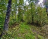 TBD Knobtown Road, Belington, West Virginia 26250, ,Lots/land,For Sale,Knobtown,10156413 TBD Knobtown Road, Belington, West Virginia 26250, ,Lots/land,For Sale,Knobtown,10156413