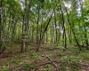 TBD Knobtown Road, Belington, West Virginia 26250, ,Lots/land,For Sale,Knobtown,10156413 TBD Knobtown Road, Belington, West Virginia 26250, ,Lots/land,For Sale,Knobtown,10156413