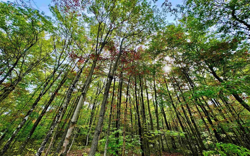 TBD Knobtown Road, Belington, West Virginia 26250, ,Lots/land,For Sale,Knobtown,10156413 TBD Knobtown Road, Belington, West Virginia 26250, ,Lots/land,For Sale,Knobtown,10156413