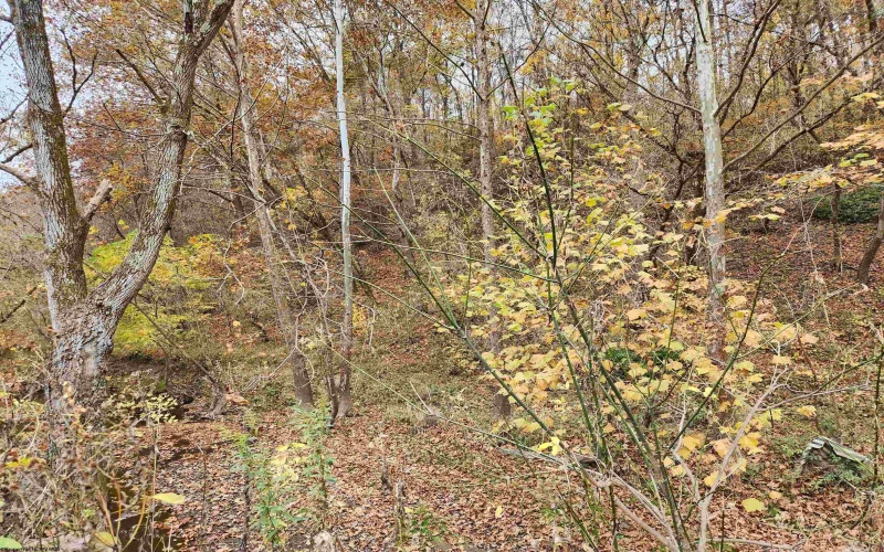 65 Buckwheat Road, Lost Creek, West Virginia 26385, ,Lots/land,For Sale,Buckwheat,10151744 65 Buckwheat Road, Lost Creek, West Virginia 26385, ,Lots/land,For Sale,Buckwheat,10151744