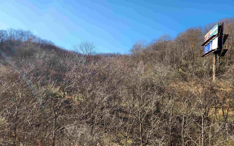 65 Buckwheat Road, Lost Creek, West Virginia 26385, ,Lots/land,For Sale,Buckwheat,10151744 65 Buckwheat Road, Lost Creek, West Virginia 26385, ,Lots/land,For Sale,Buckwheat,10151744