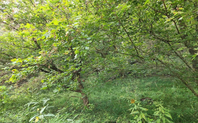 65 Buckwheat Road, Lost Creek, West Virginia 26385, ,Lots/land,For Sale,Buckwheat,10151744 65 Buckwheat Road, Lost Creek, West Virginia 26385, ,Lots/land,For Sale,Buckwheat,10151744