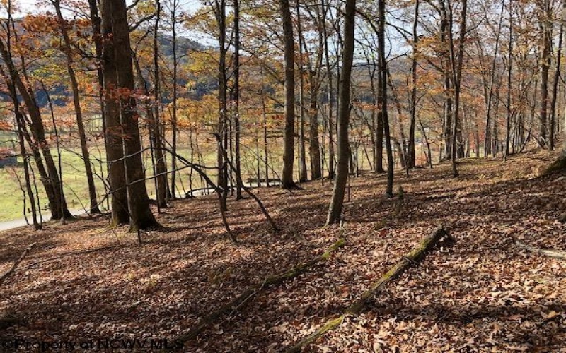 TBD Holly Meadows Road, Parsons, West Virginia 26287, ,Lots/land,For Sale,Holly Meadows,10162100