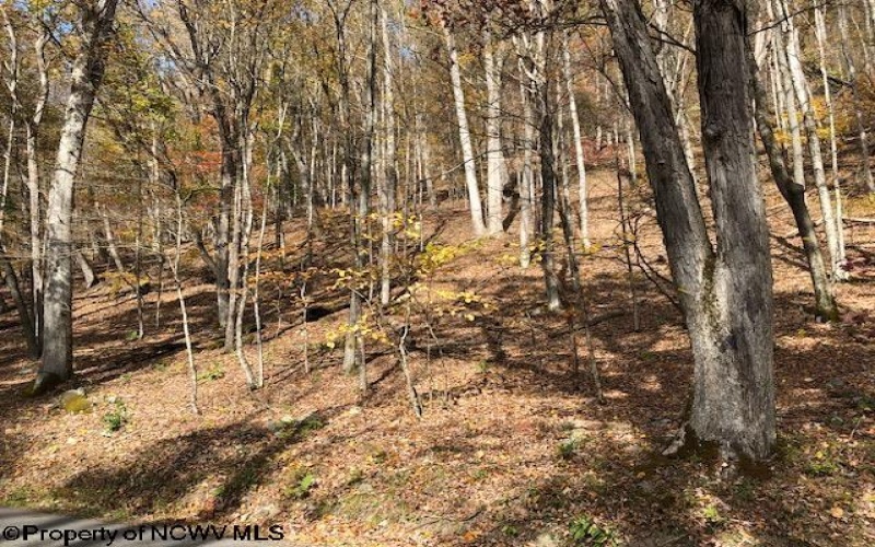 TBD Holly Meadows Road, Parsons, West Virginia 26287, ,Lots/land,For Sale,Holly Meadows,10162100