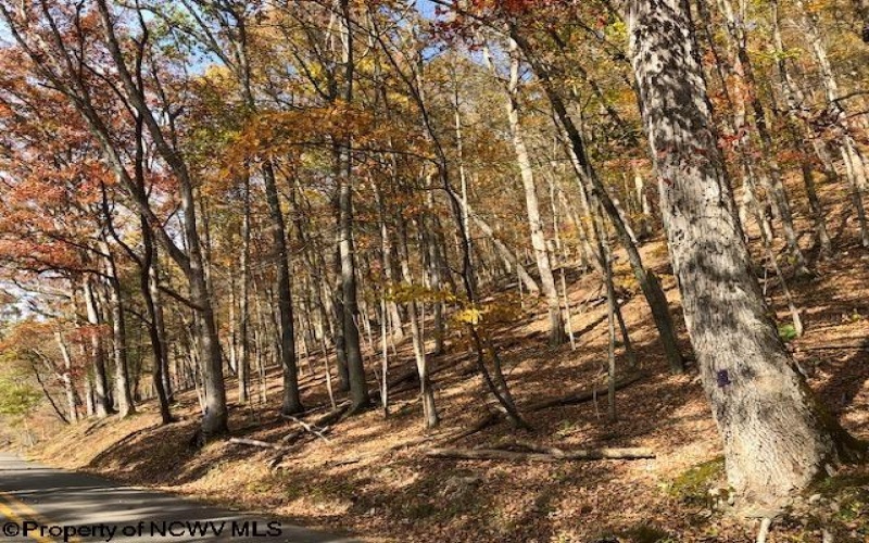 TBD Holly Meadows Road, Parsons, West Virginia 26287, ,Lots/land,For Sale,Holly Meadows,10162100
