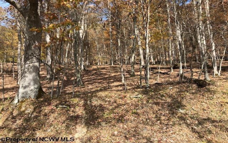 TBD Holly Meadows Road, Parsons, West Virginia 26287, ,Lots/land,For Sale,Holly Meadows,10162100