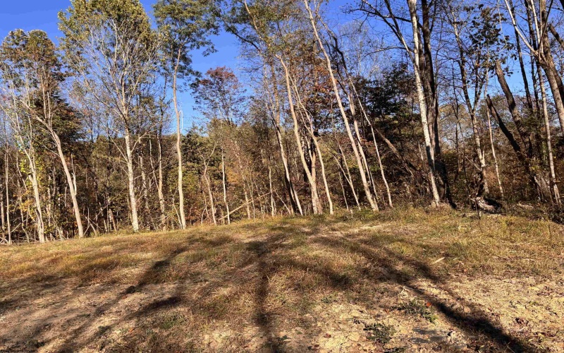 Lot 17 Island Road, Junior, West Virginia 26275, ,Lots/land,For Sale,Island,10162093 Lot 17 Island Road, Junior, West Virginia 26275, ,Lots/land,For Sale,Island,10162093