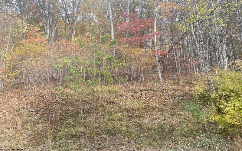 TBD Jones Lane Road, Parsons, West Virginia 26287, ,Lots/land,For Sale,Jones Lane,10162097