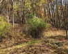 TBD Jones Lane Road, Parsons, West Virginia 26287, ,Lots/land,For Sale,Jones Lane,10162097