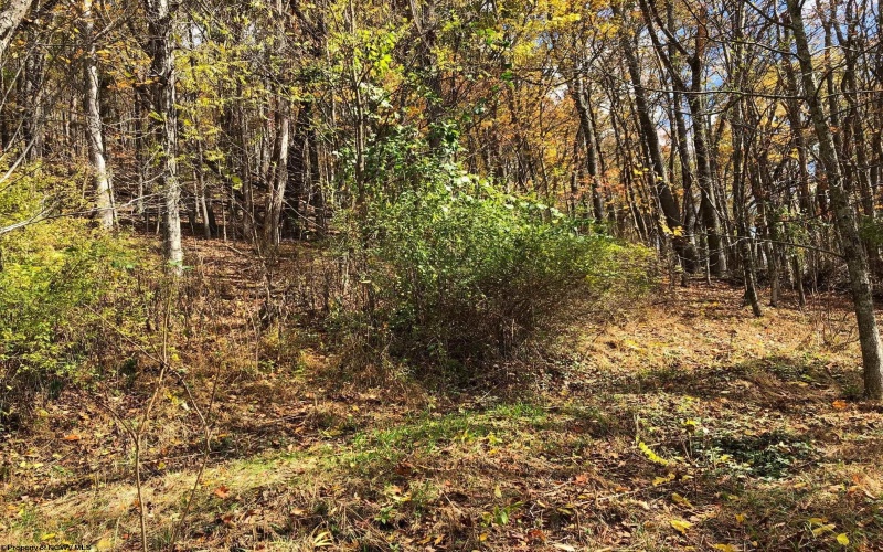 TBD Jones Lane Road, Parsons, West Virginia 26287, ,Lots/land,For Sale,Jones Lane,10162097