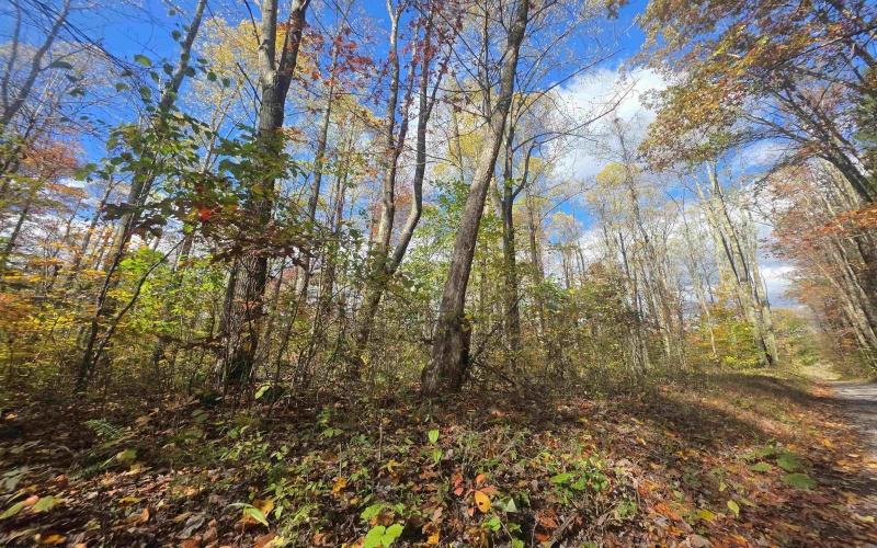 TBD Campground Road, Tunnelton, West Virginia 26444, ,Lots/land,For Sale,Campground,10162098 TBD Campground Road, Tunnelton, West Virginia 26444, ,Lots/land,For Sale,Campground,10162098