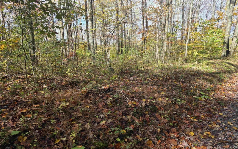 TBD Campground Road, Tunnelton, West Virginia 26444, ,Lots/land,For Sale,Campground,10162098 TBD Campground Road, Tunnelton, West Virginia 26444, ,Lots/land,For Sale,Campground,10162098