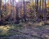 LOT 21 Island Road, Junior, West Virginia 26275, ,Lots/land,For Sale,Island,10162107