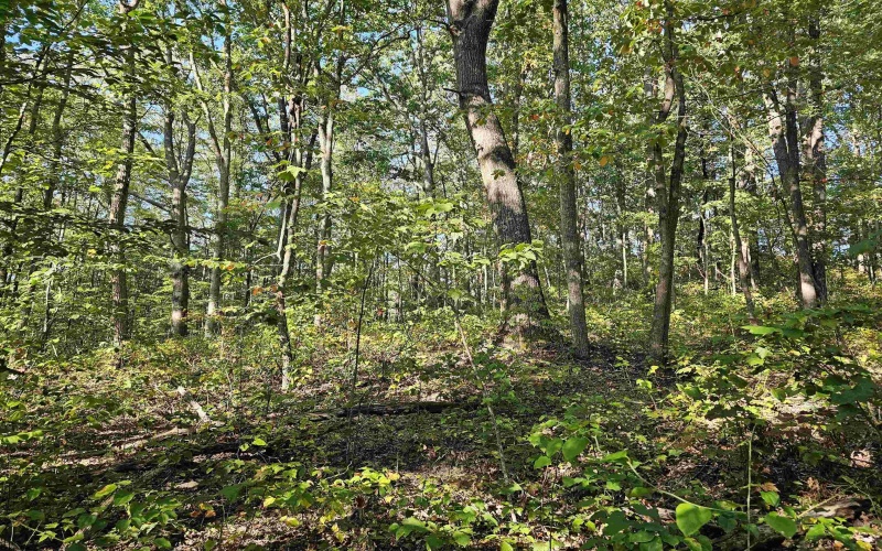 TBD CR 66/1 Road, Charleston, West Virginia 25306, ,Lots/land,For Sale,CR 66/1,10162112