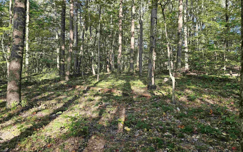 TBD CR 66/1 Road, Charleston, West Virginia 25306, ,Lots/land,For Sale,CR 66/1,10162112