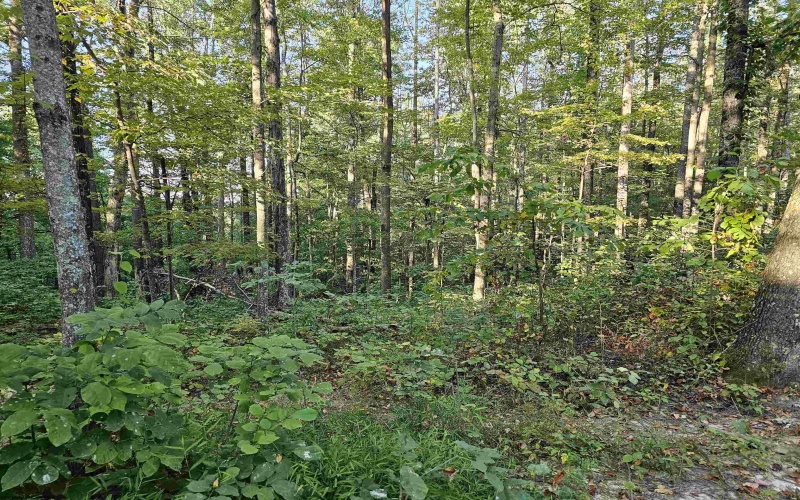 TBD CR 66/1 Road, Charleston, West Virginia 25306, ,Lots/land,For Sale,CR 66/1,10162112