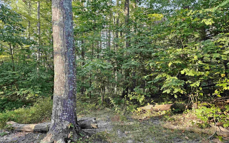 TBD CR 66/1 Road, Charleston, West Virginia 25306, ,Lots/land,For Sale,CR 66/1,10162112