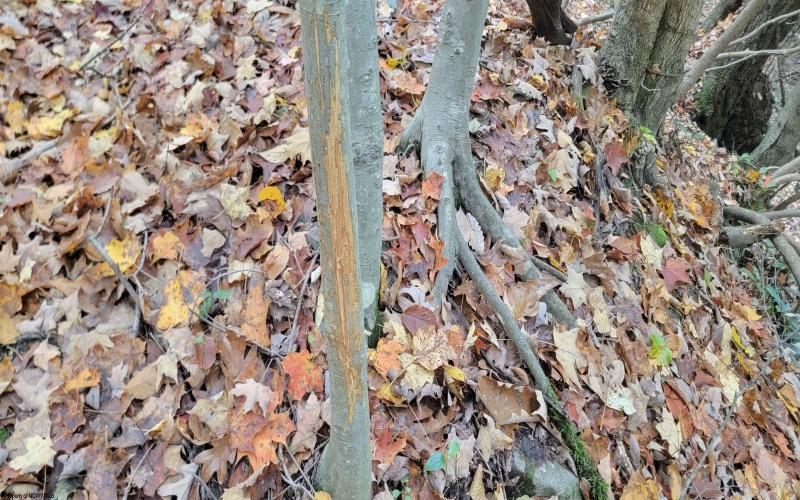 TBD Pine Ridge Road, Morgantown, West Virginia 26508, ,Lots/land,For Sale,Pine Ridge,10162120 TBD Pine Ridge Road, Morgantown, West Virginia 26508, ,Lots/land,For Sale,Pine Ridge,10162120