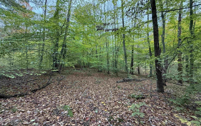 0 Riggins Road, Kingwood, West Virginia 26537, ,Lots/land,For Sale,Riggins,10162138