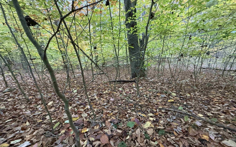 0 Riggins Road, Kingwood, West Virginia 26537, ,Lots/land,For Sale,Riggins,10162138